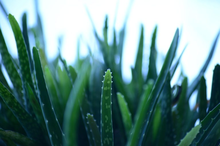 Unlocking Natural Wellness: Discover the Benefits of Common Herbs for Health and Vitality