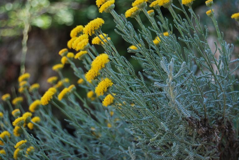 Unlock Natural Wellness: Kitchen Ingredients for Health